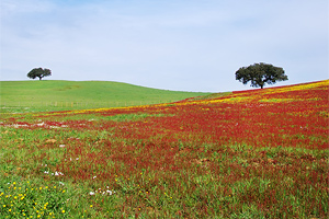 Landschap van de Alentejo