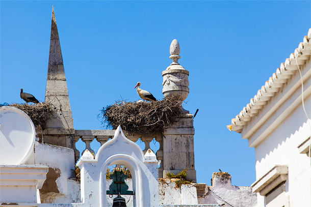 Ooievaars in Faro