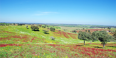 Uitgestrekt landschap van de Alentejo
