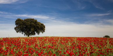 Uitgestrekt landschap van de Alentejo