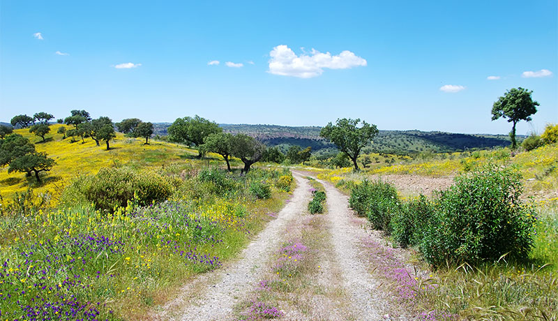 Alentejo, regio in Portugal