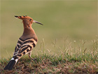 De hop, bijzondere vogel in Portugal