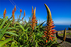 Bloemen op Madeira