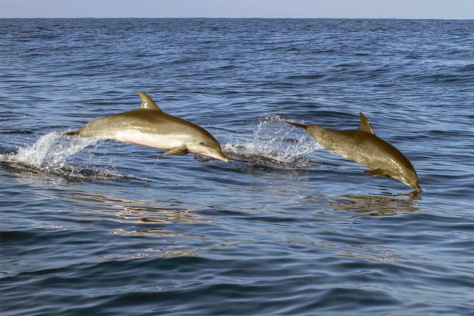 Dolfijnen bij Madeira