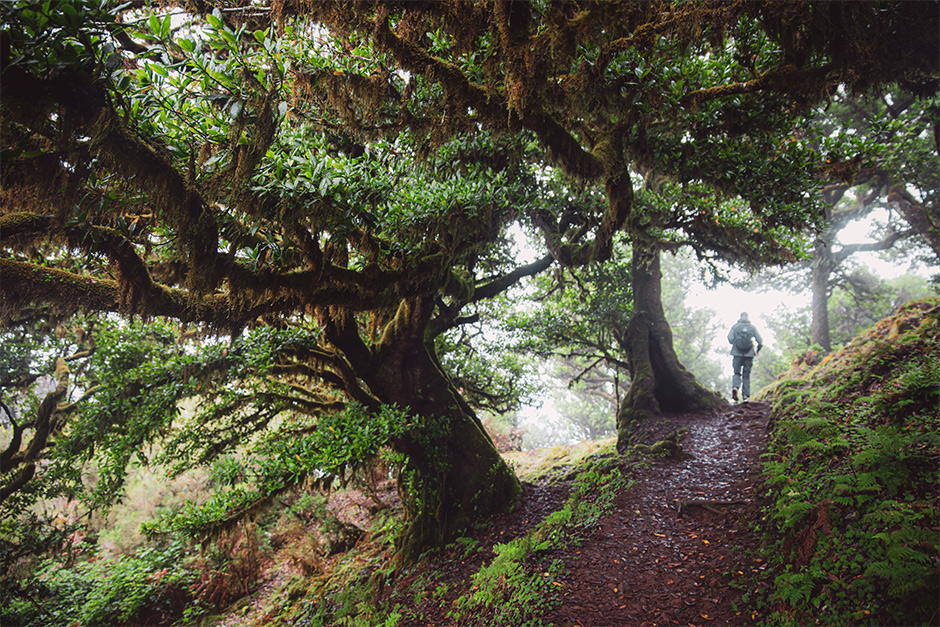Floresta Laurissilva da Madeira