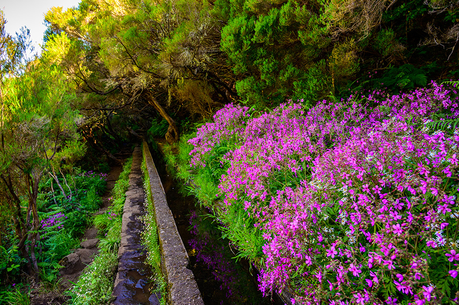 Bloemen langs Levada das 25 Fontes