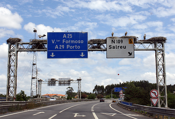 Ooievaarsnesten boven de snelweg in Portugal