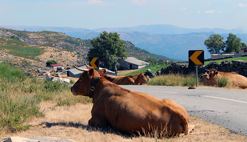 Koeien op de weg in Serra da Cabreira, Portugal