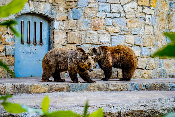 Beren in de dierentuin van Lissabon