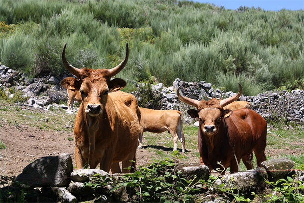 Koeien in de Serra da Cabreira
