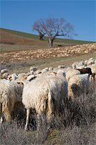 Trás-os-Montes, Noord-Portugal