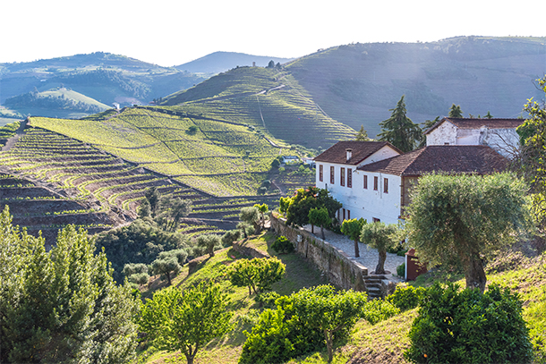 Wijngaarden in de Douro-vallei