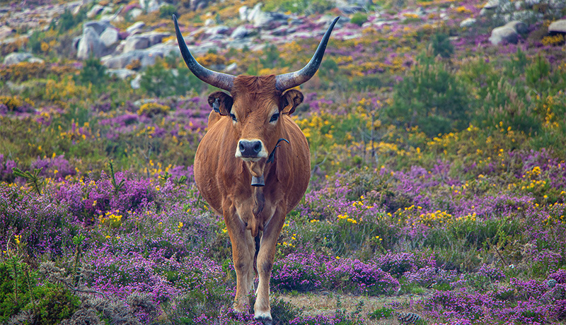 Barrosa-rund in natuurpark Peneda Gerês