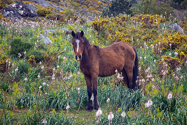 Wild paard tussen de bloemen in natuurpark