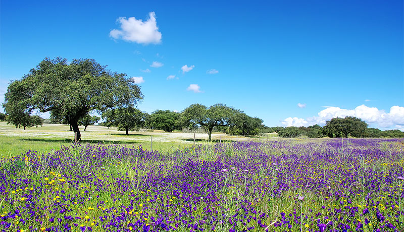 Landelijk Alentejo in de lente