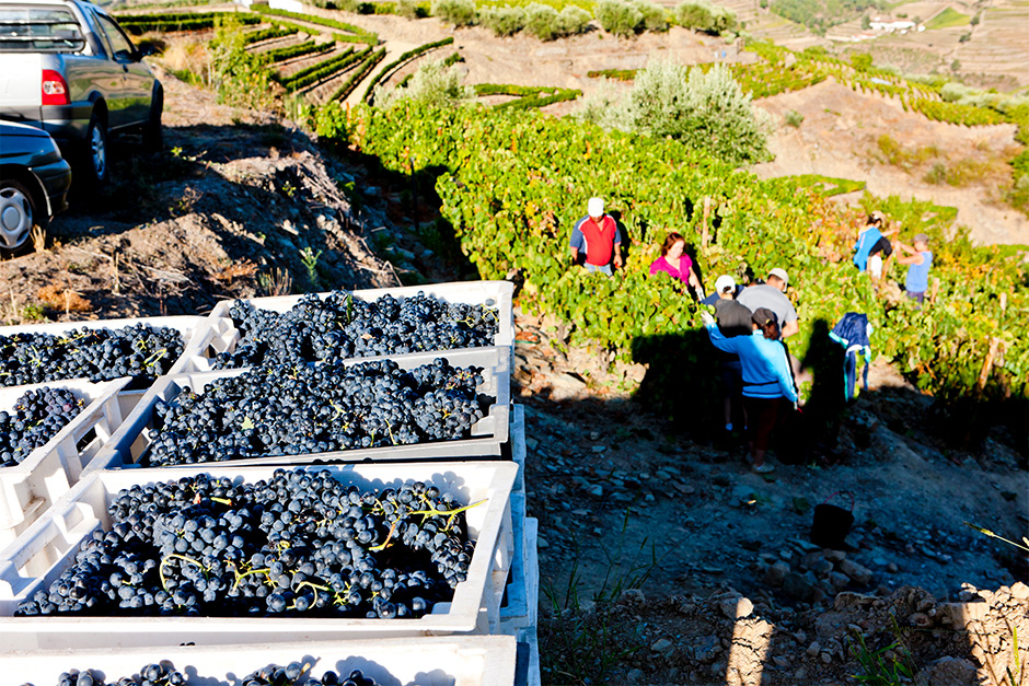 Druivenoogst in de Douro vallei