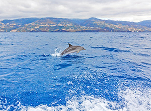 Dolfijn voor de kust van Madeira