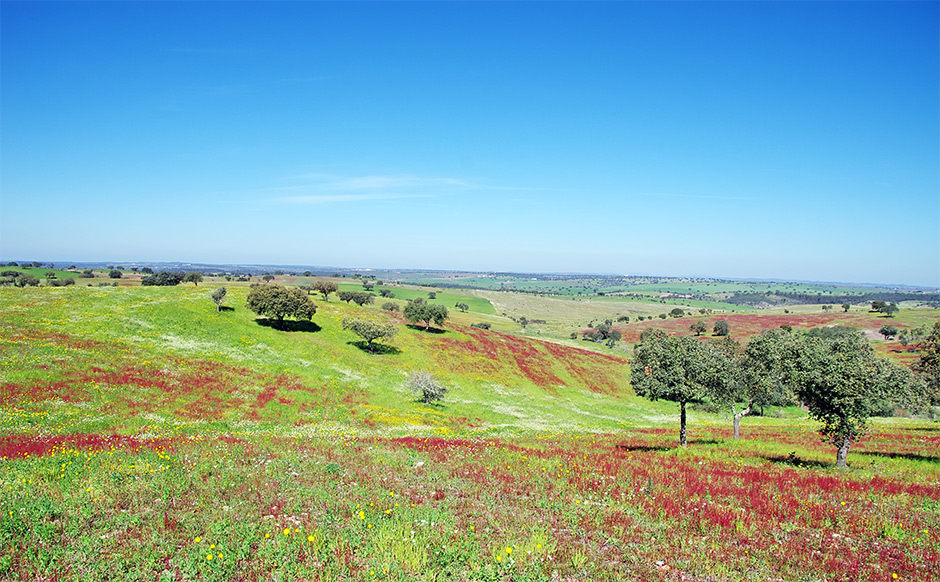 Lente in de Alentejo