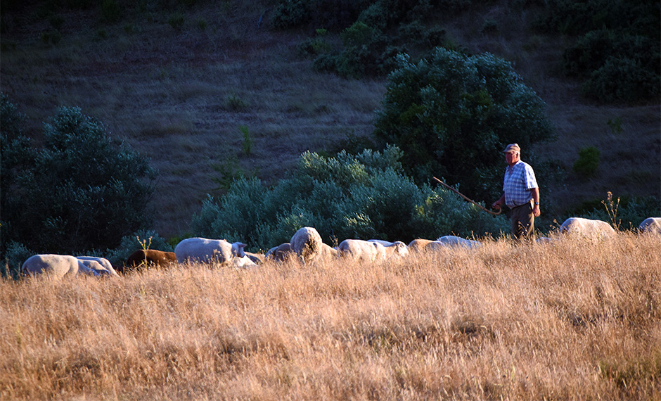Herder met schapen langs de N2