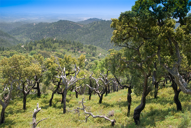 Natuurgebied Serra de Monchique