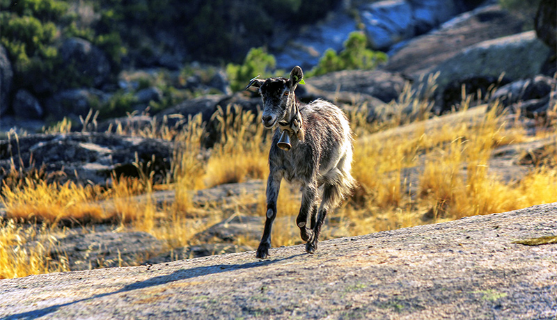 Geit in de Serra da Estrela