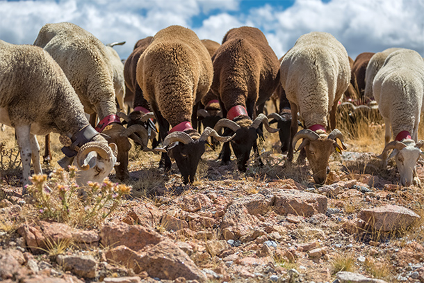 Schapen in de Serra da Estrela