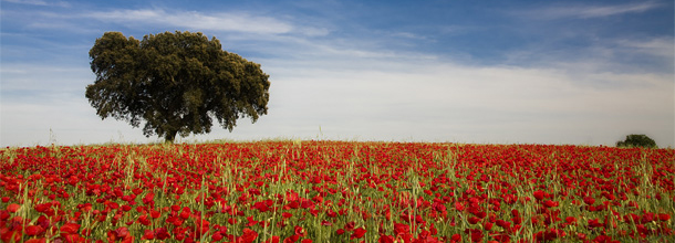 Uitgestrekt landschap van de Alentejo