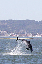 Dolfijn in de Serra da Arrabida
