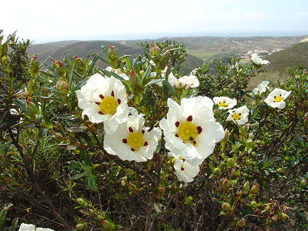 Rijke flora aan de kust van de Algarve - Cistus ladanifer