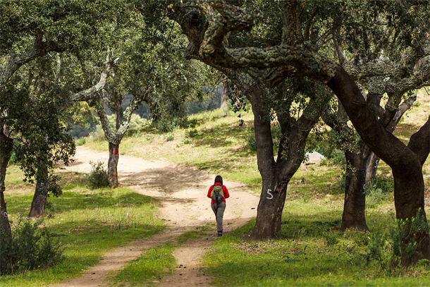 Wandelen tussen oude kurkeiken in de regio Alentejo, Zuid-Portugal