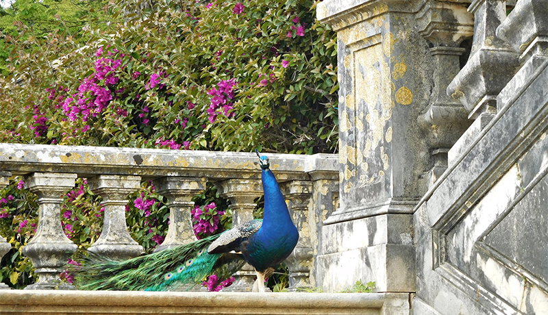 Pauw in de botanische tuin van Ajuda